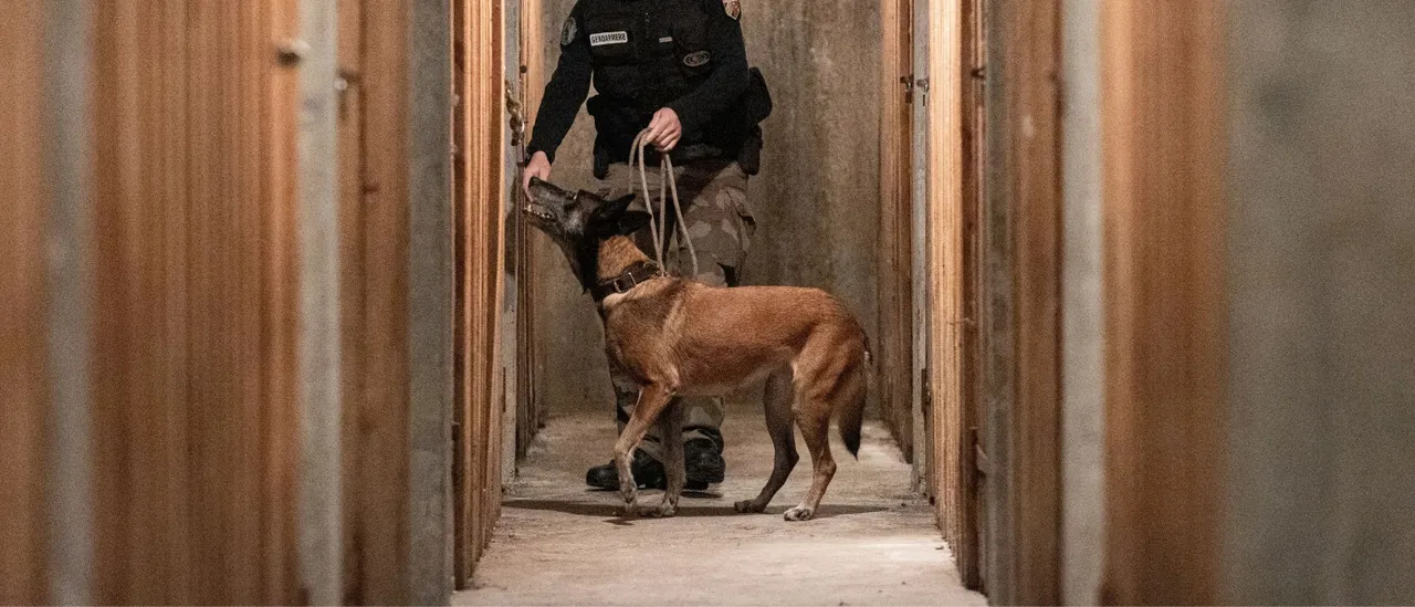 Police Dog Dies While Pursuing Murder Suspect on Final Shift Before Retirement