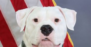 Ready to Serve: Rescued Deaf Dogo Prepares to Join Michigan National Guard