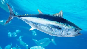 Record-breaking bluefin tuna caught off San Diego by sport fisherman using rod and reel