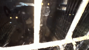 Rescue operator from California faces 35 charges of animal cruelty.