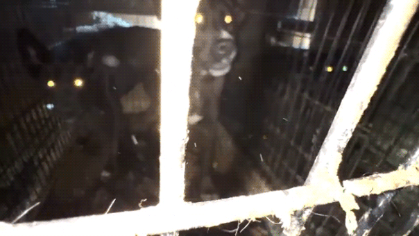 Rescue operator from California faces 35 charges of animal cruelty.