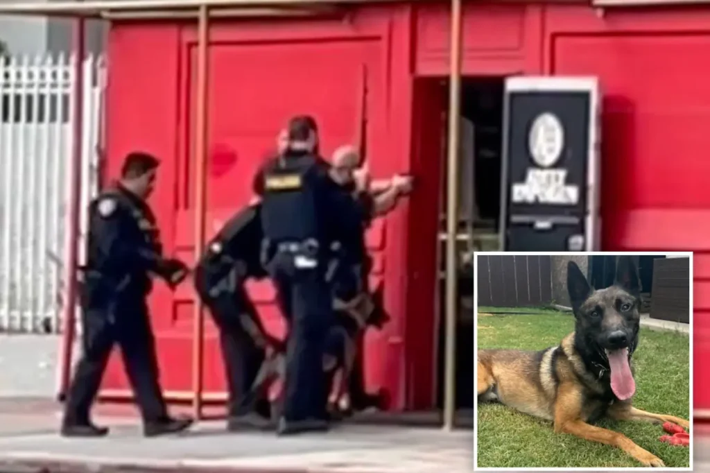 San Diego police dog burned during shooting involving officers