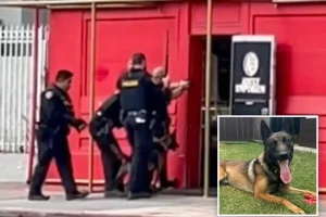 San Diego police dog burned during shooting involving officers