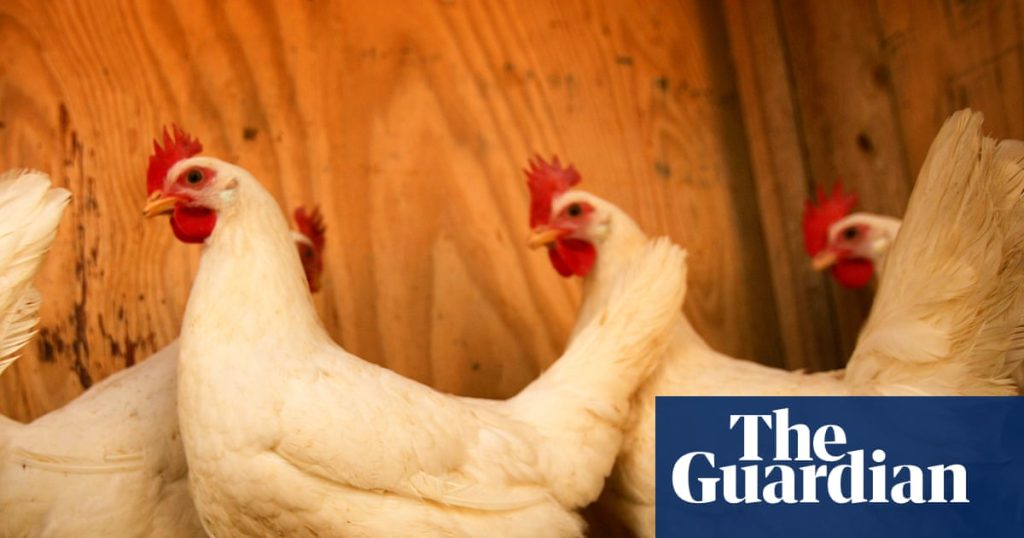 Scientists rely on chickens to raise awareness as West Nile cases increase