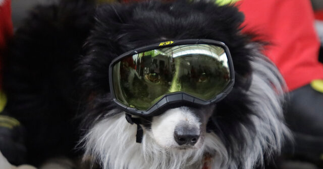 Statue Revealed of Dog That Saved 26 Lives Following Venezuela Earthquake