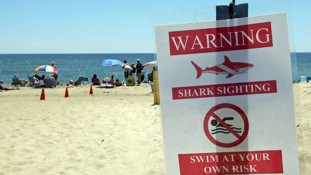 Swimmer appears to be bitten by a shark at a beach on Martha's Vineyard