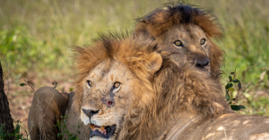 Ten Lions Discovered Dead from Suspected Poisoning in Conservation Area in Tanzania