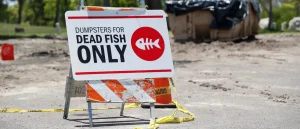 Texas Coastline on Alert After Discovery of Harmful Red Tide