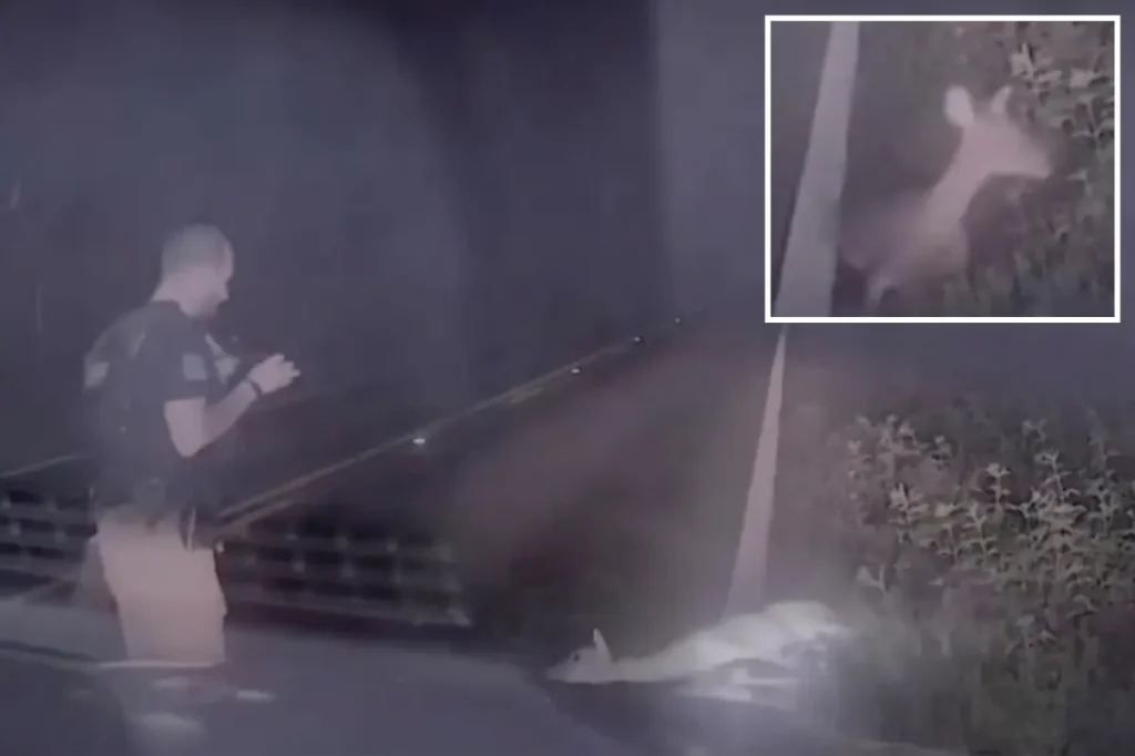 Texas deputy yells as a 'dead' deer suddenly comes back to life in funny video