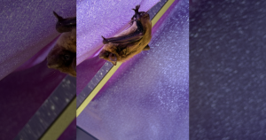 The number of rabid bats is increasing in Kansas City.