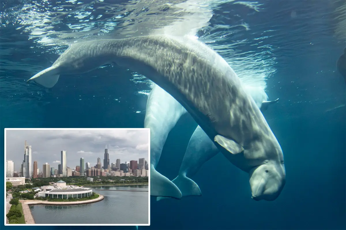 Third beluga whale, Osiris, passes away at Chicago aquarium after being saved from closed Canada marine park