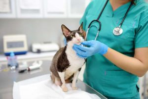 This Surprising Role Your Cat Might Have in the Battle Against Cancer