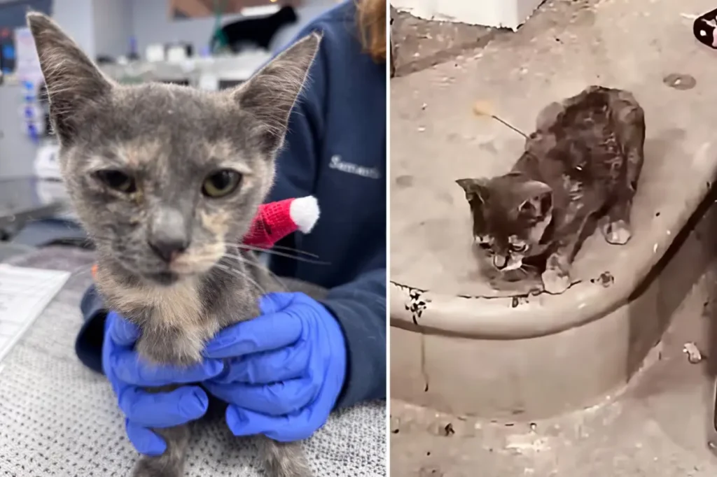 Three individuals face charges after cats were shot with blow darts in Tennessee