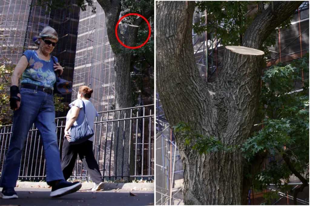 Tree branch that hurt NYC hotdog vendor had just been checked: city