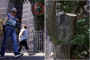 Tree branch that hurt NYC hotdog vendor had just been checked: city