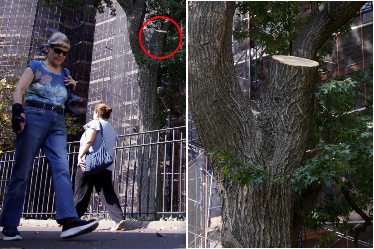 Tree branch that hurt NYC hotdog vendor had just been checked: city