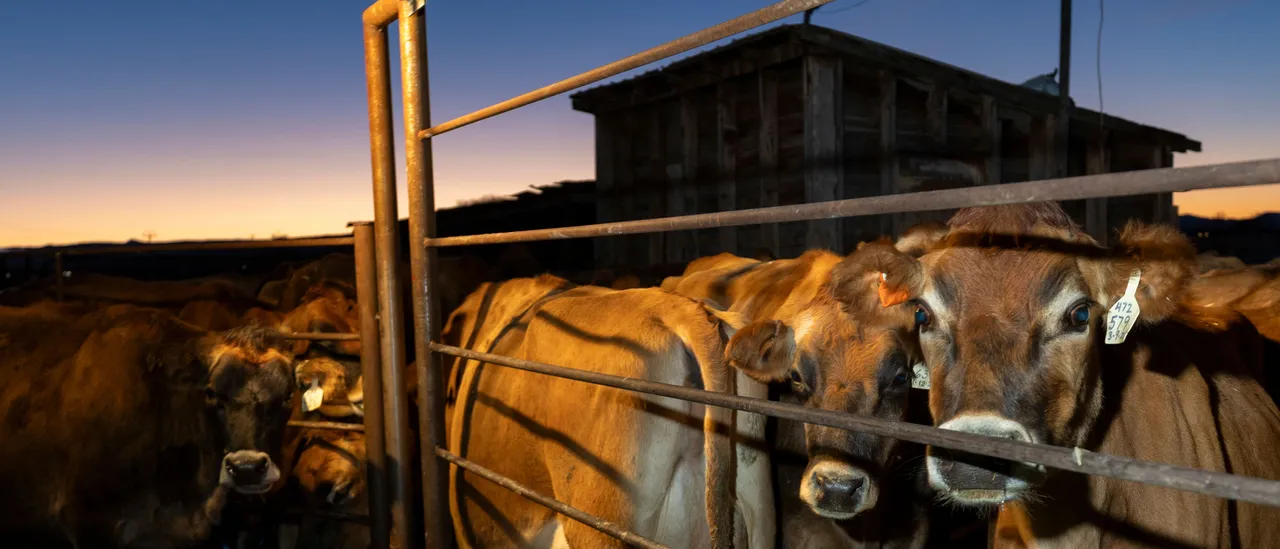 Trump's Beef Plan Offers Something for Everyone but Not Enough for Anyone