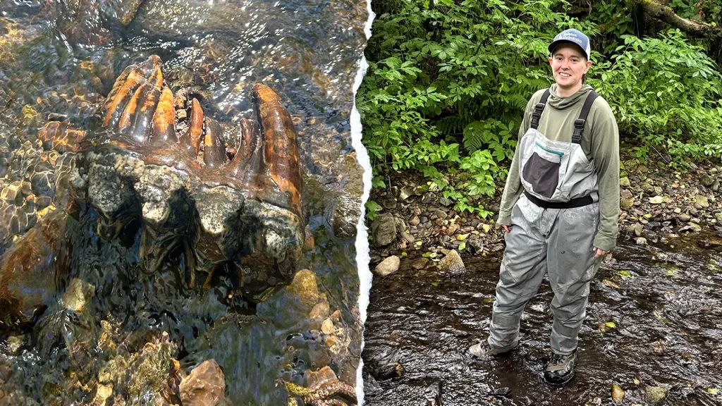 Uncommon Ice Age mastodon tooth discovered by researcher in San Mateo County, California