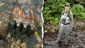 Uncommon Ice Age mastodon tooth discovered by researcher in San Mateo County, California