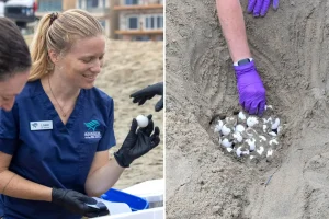 Uncommon sea turtle eggs taken from Southern California beaches before Hurricane Polo