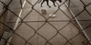 Video captures a bloodied pit bull during a violent attack on a woman in San Francisco.