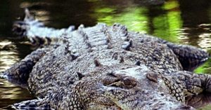 Video: Over 600 Crocodiles Invade River for Brisbane 2032 Olympic Rowing