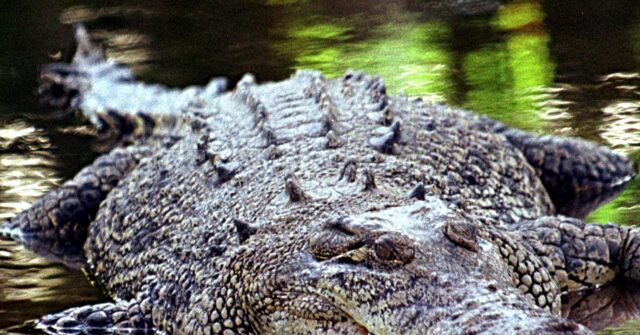 Video: Over 600 Crocodiles Invade River for Brisbane 2032 Olympic Rowing