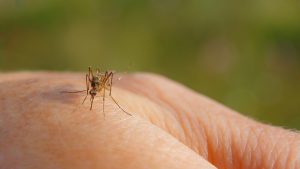 Ways to Keep Mosquitoes Out of Your Yard Inspired by Disney World