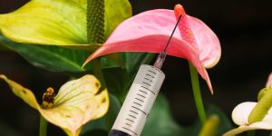 What Occurs When Your Partner Receives Penis Filler?