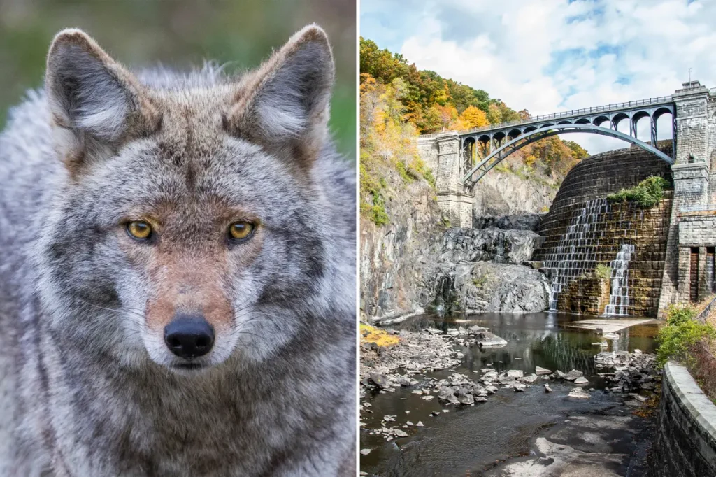 Woman attacked by a possibly rabid coyote on a hiking trail in Westchester