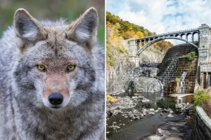 Woman attacked by a possibly rabid coyote on a hiking trail in Westchester