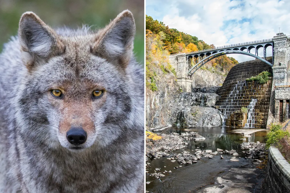 Woman attacked by a possibly rabid coyote on a hiking trail in Westchester