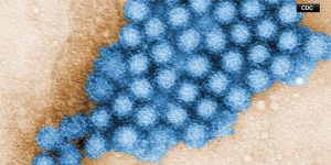 95 Norovirus cases reported at local elementary school