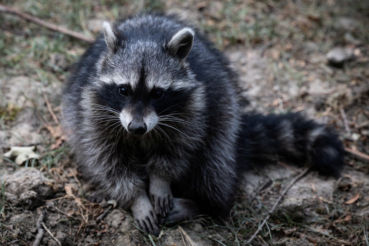 A 91-year-old man was bitten by a raccoon. The rabies vaccine wasn&rsquo;t paid for by insurance &mdash; and cost him hundreds.