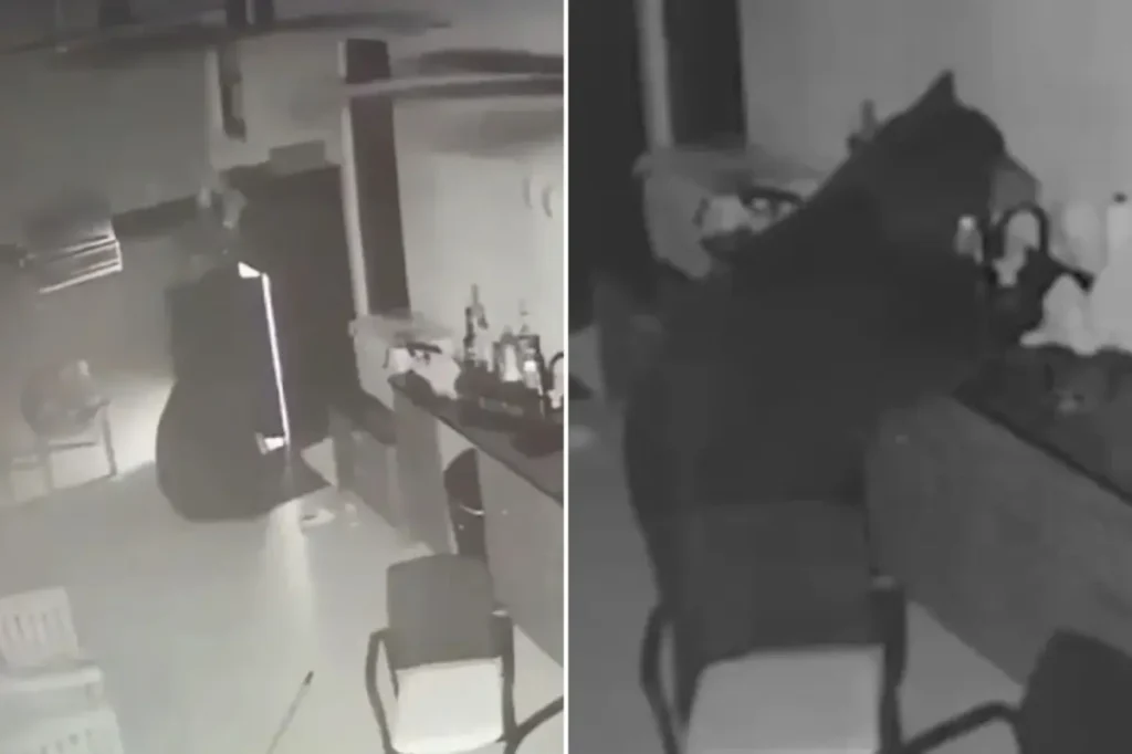 A black bear enters a family's backyard and steals alcohol from the fridge after rummaging through their trash: 'I thought he was thirsty'