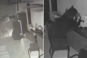 A black bear enters a family's backyard and steals alcohol from the fridge after rummaging through their trash: 'I thought he was thirsty'