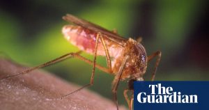 A nightmare come true: the takeover of Los Angeles by mosquitoes