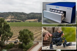 Alcohol brand introduces fungus-detecting AI that can protect wine from unpleasant odors