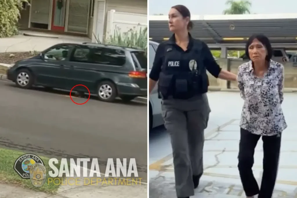 Anaheim woman taken into custody after puppy deliberately struck in Santa Ana