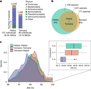 Ancient global movement of disappearing gut microbes alongside humans