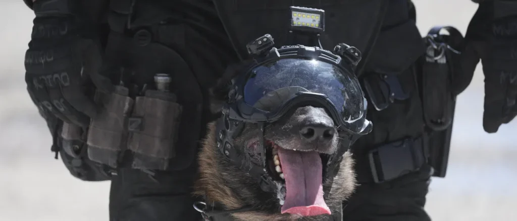 Animal Rights Organizations Raise Concerns About Tech Executive's Intentions to Develop Genetically Modified Combat Dogs