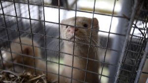 Animal welfare organizations condemn the handling of the bird flu situation at a mink farm in Utah