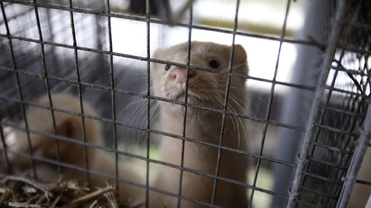 Animal welfare organizations condemn the handling of the bird flu situation at a mink farm in Utah