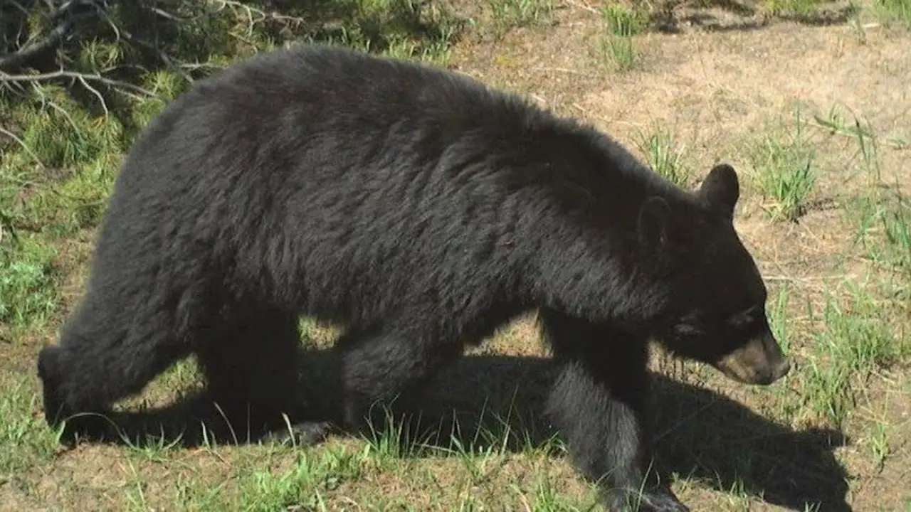 Bear attack in Idaho leaves two injured, one flown to the hospital