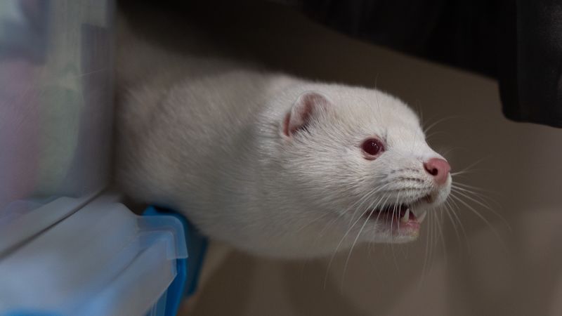 Bird flu is spreading rapidly on a mink farm. Experts warn it could lead to a human pandemic, but officials are not taking action.