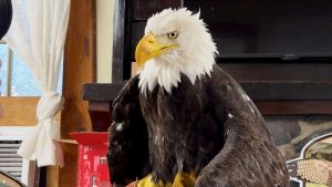 Bird flu led to the death of Jackie, a beloved bald eagle from California.