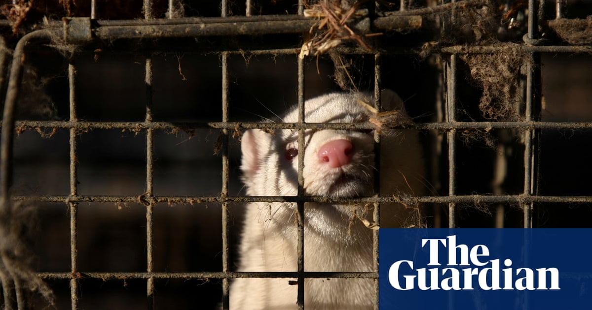 Bird flu outbreak at a mink farm in Utah raises worries about the government's reaction.
