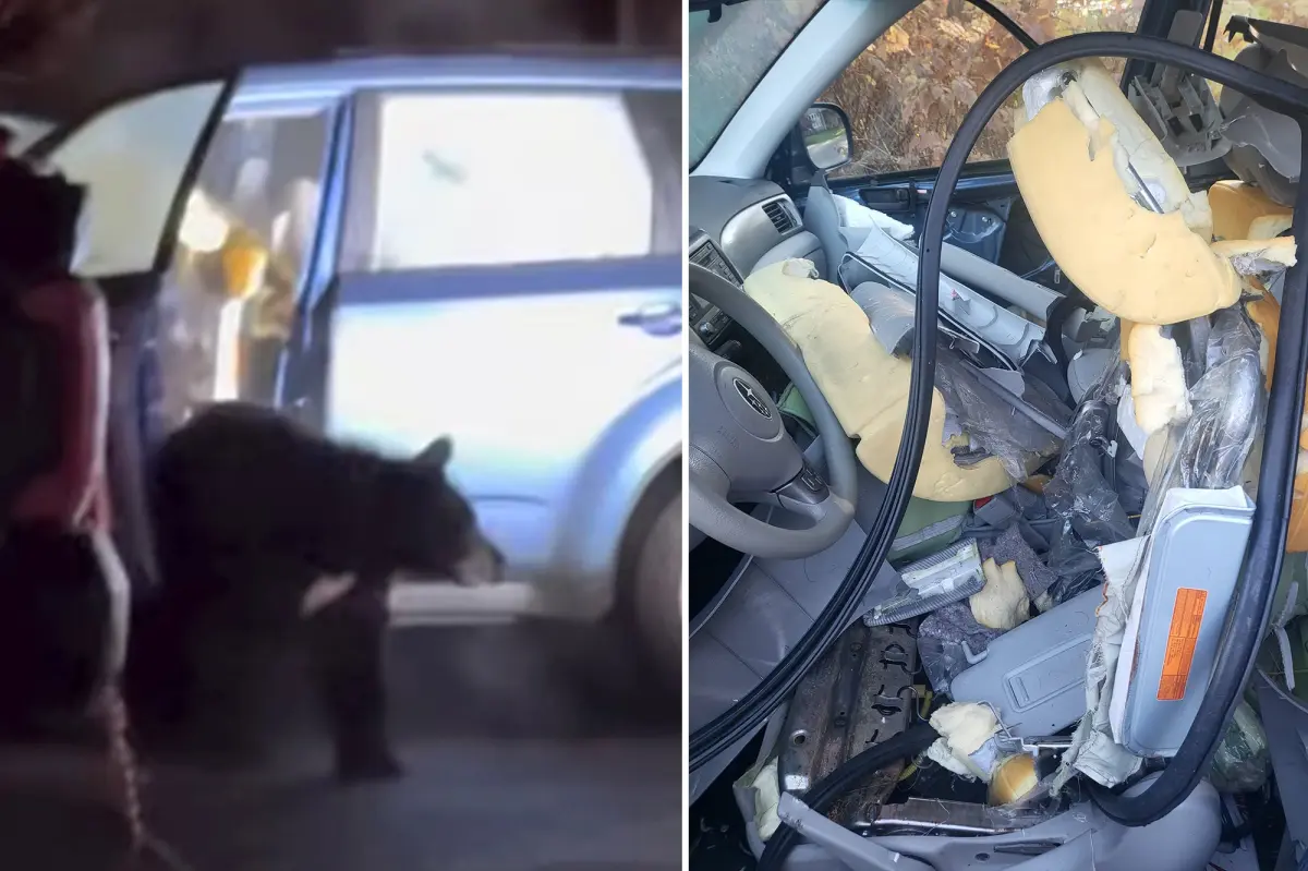 Black bear tears car apart after being trapped inside