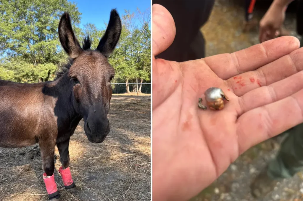 Cherished therapy donkey shot dead by hunter who claims it was a misfire