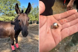 Cherished therapy donkey shot dead by hunter who claims it was a misfire
